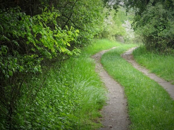 Personalized Learning Paths AI’s Role in Tailoring Education